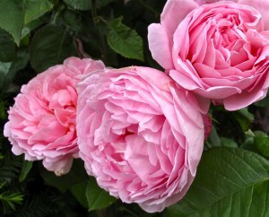 Rosa 'Constance Spry'