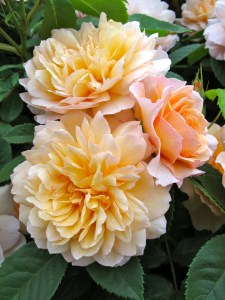 'Grace' rose