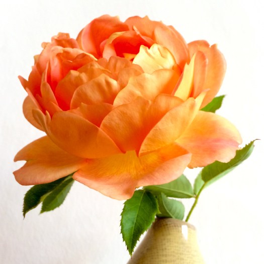Rosa 'Lady of Shalott' in a vase