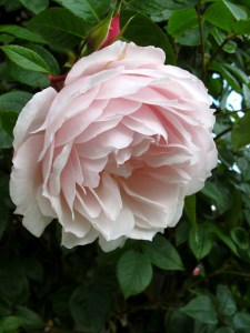 Rosa 'The Generous Gardener'