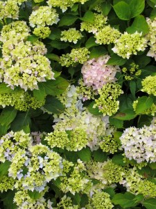 Pastel hydrangea flowers