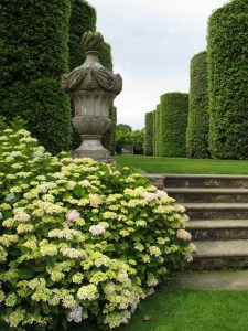 Hydrangeas, decorative urn and topiary walk