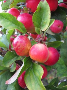 Crab apples