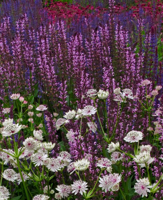 Astrantia in a perennial border
