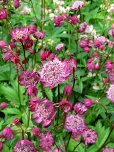 Red astrantia