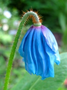 A blue poppy (meconopsis)