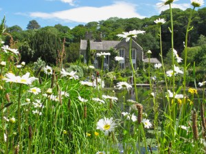 View through daisies to Gresgarth Hall