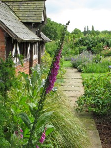 Cottage garden with foxgloves