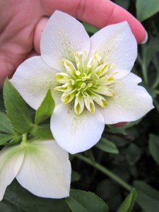 White hellebore with yellow nectaries