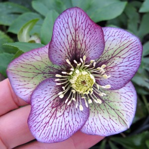 Clearly veined hellebore