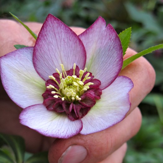 Hellebore seedling with picotee edge and nectaries