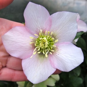 Pale pink hellebore seedling
