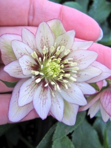 Double hellebore with thin edge and attractive markings
