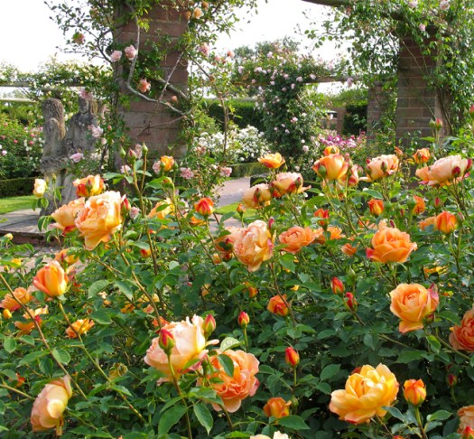 Rosa 'Lady of Shalott'