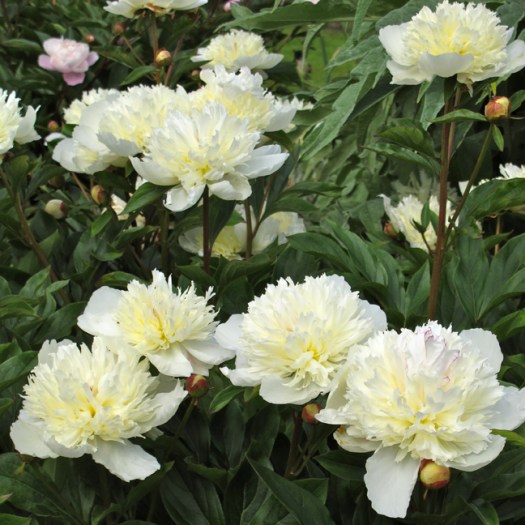 Picture of a cream shrub peony