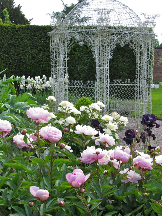 Picture of peonies and irises at Arley Hall