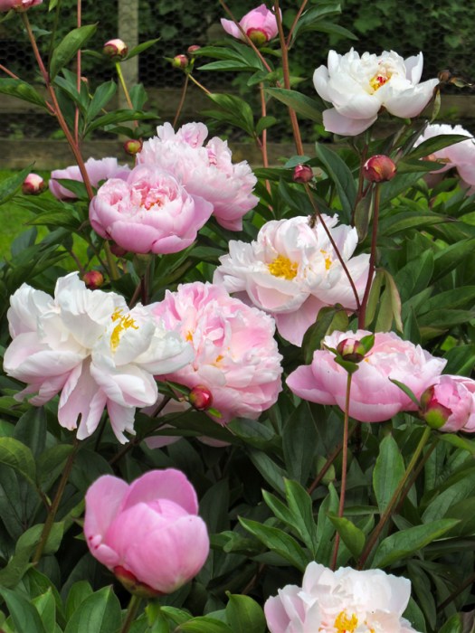 Picture of a pink peony with golden stamens