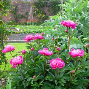 Bright pink peonies in a kitchen garden