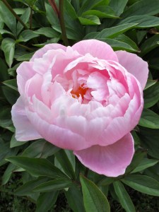 Cup shaped pink peony