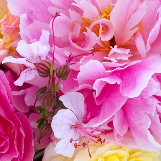 Abstract photo of petals