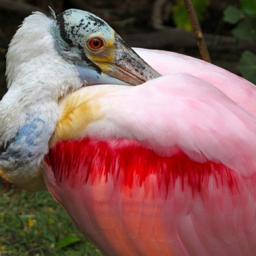 Roseate Spoonbill