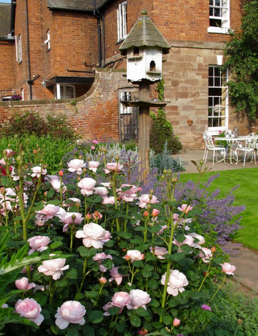 Roses in a cottage garden