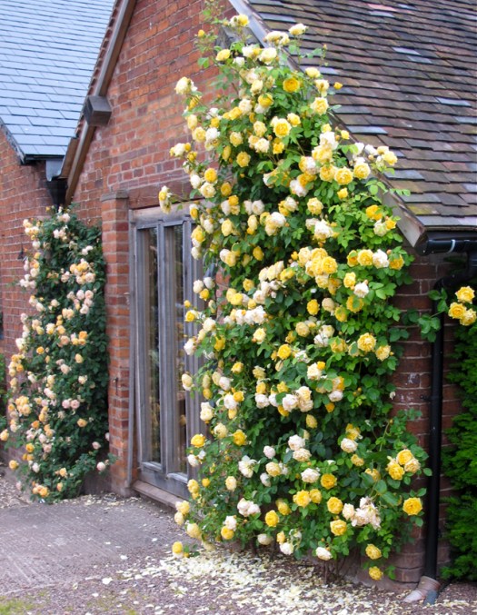 'Graham Thomas' and 'Crown Princess Margareta' climbing roses