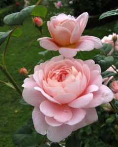 Rosa 'Queen of Sweden'