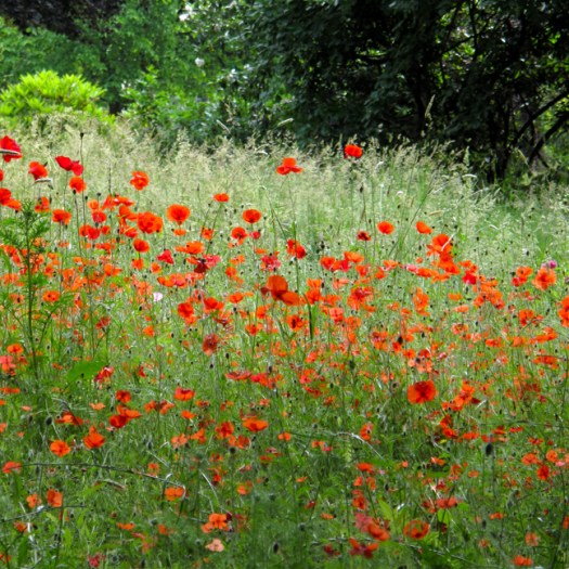 Field of red poppies
