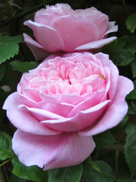 Picture of English rose 'Spirit of Freedom'