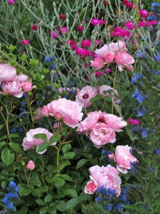 Roses in a flower border