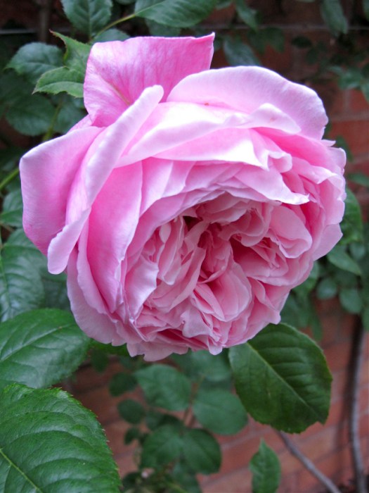 Rose with a cross little face