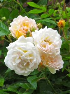 Shrub rose