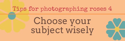 Tips for photographing roses 4: choose your subject wisely