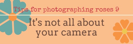 Tips on photographing roses 9 It's not all about your camera