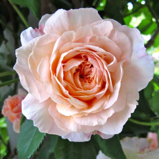 'A Shropshire Lad' rose