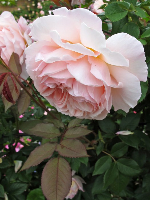 'A Shropshire Lad' rose
