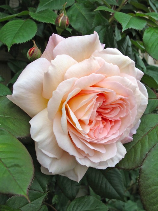 'A Shropshire Lad' rose