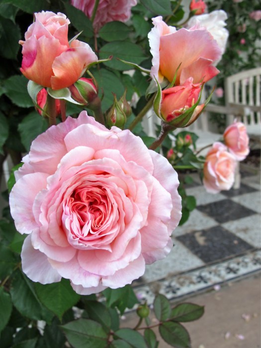 'A Shropshire Lad' rose