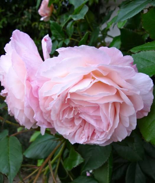'A Shropshire Lad' rose