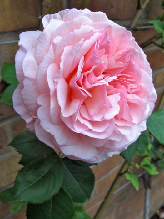 'A Shropshire Lad' rose