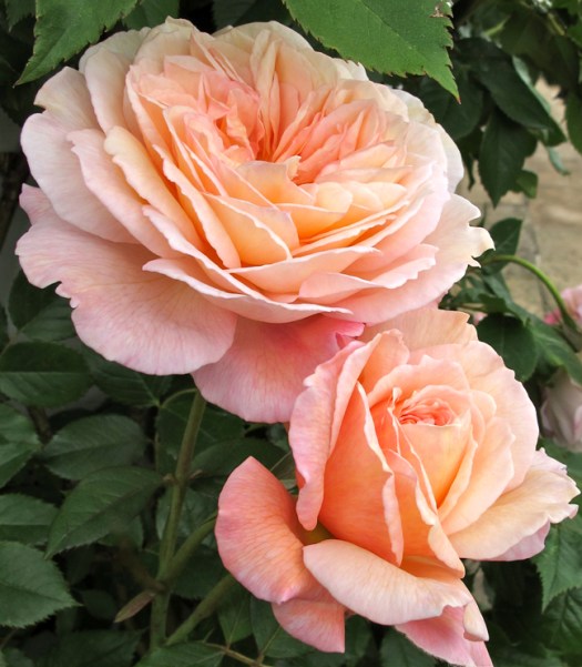 'A Shropshire Lad' rose