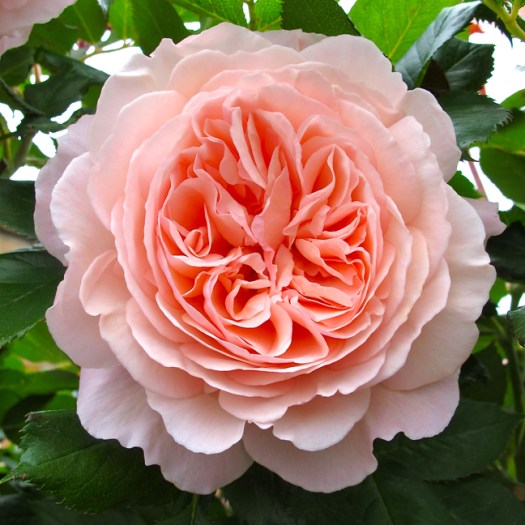 'A Shropshire Lad' rose