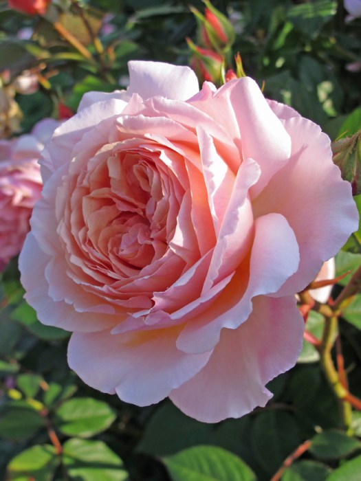 'A Shropshire Lad' rose