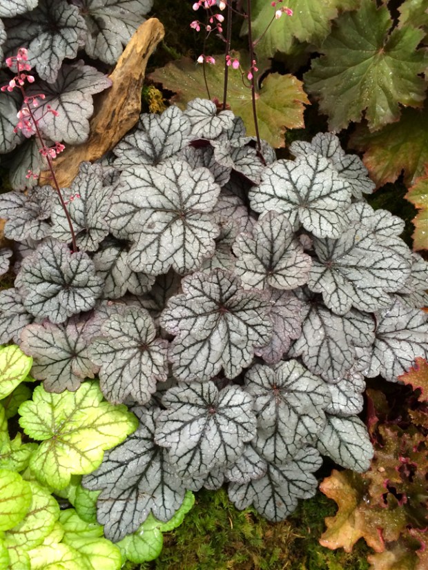 Heucheras: ground cover stars – Susan Rushton