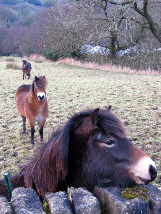 Moorland ponies