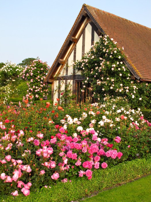 Shrub and climbing roses at David Austin's Plant Centre