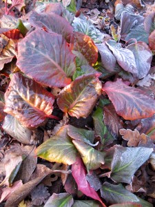 Bergenia leaves in winter
