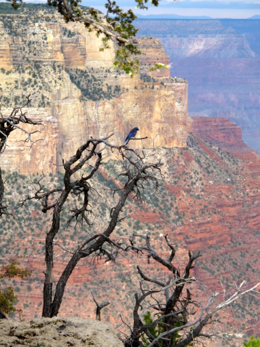 Blue bird on a contorted tree at the grand canyon