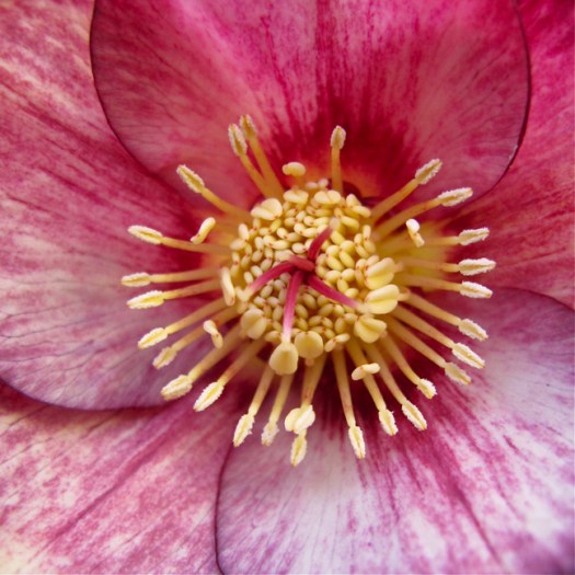 Bold hellebore (Ashwood hybrid)